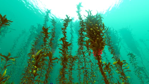 Arctic Kelp Forest