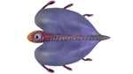 Bladderfish