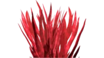 Blood Grass