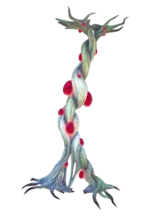 Bloodroot
