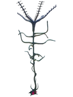 Bloodvine