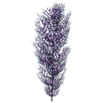 Cave Bush