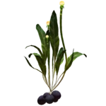 Chinese Potato