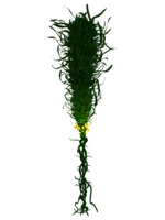 Creepvine