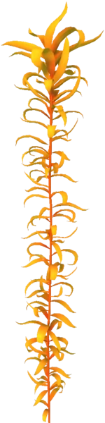 Creepvine