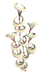 Crescent Moon Coral