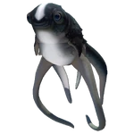 Cuddlefish