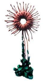 Eclipse Plant