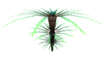Fern Palm