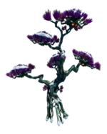 Frost Acacia