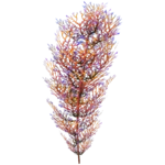 Hardy Cave Bush