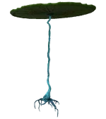 Lilypad