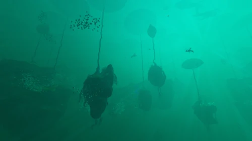 Lilypad Islands