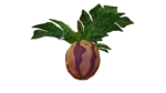 Marblemelon Plant