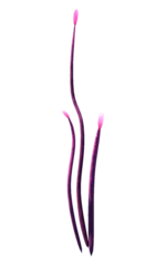 Pink Narrowleaf