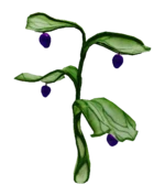 Preston's Plant