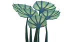 Pygmy Fan