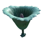 Ragged Pitcher Plant