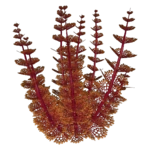 Redwort