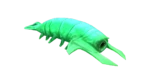 Rockgrub