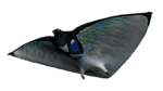 Skyray