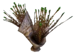 Spiked Horn Grass
