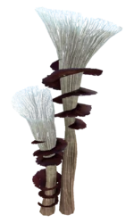 Spiral Plant